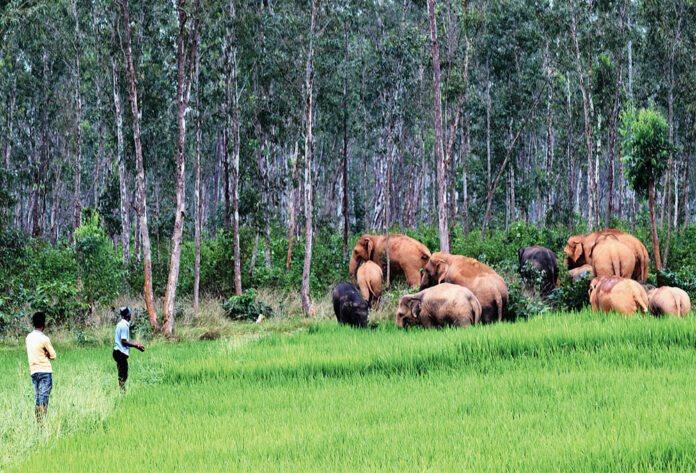 A wild elephant in a field (file photo)