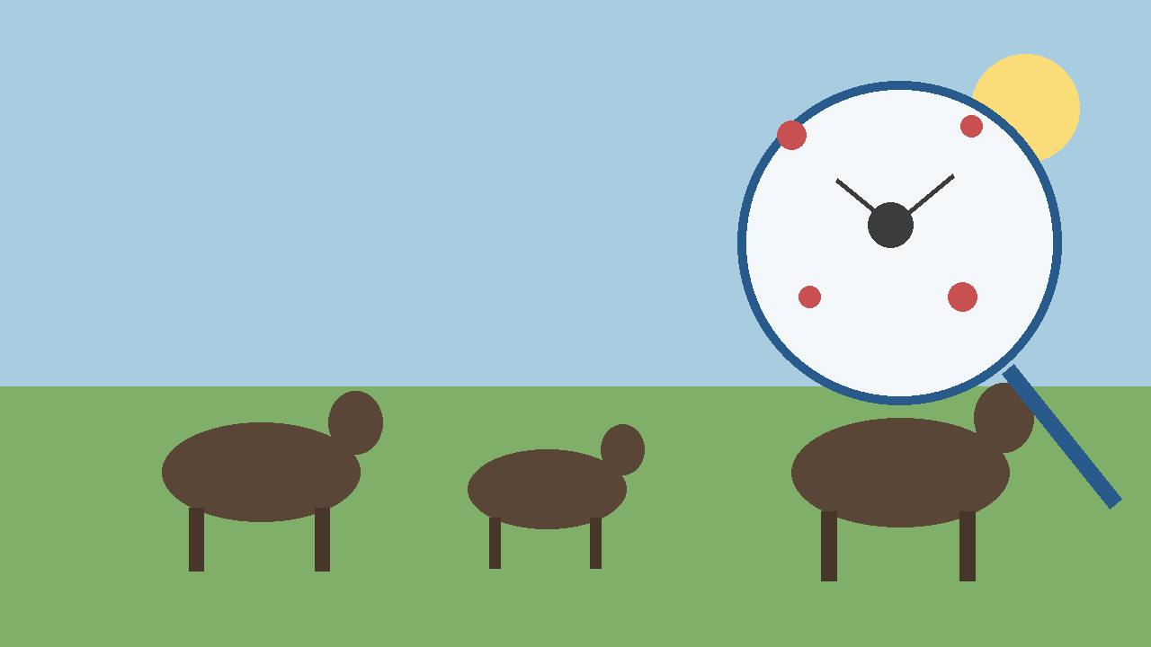 Editorial illustration of cattle in a field with a magnified biting midge and virus dots in a magnifier circle