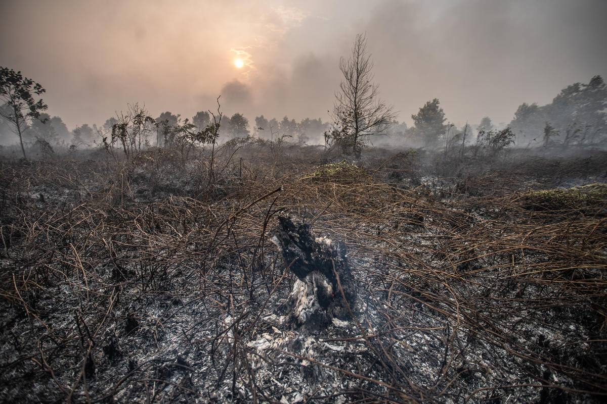 File photo of smoke rising from burning peatland in Palangka Raya, Central Kalimantan, Indonesia