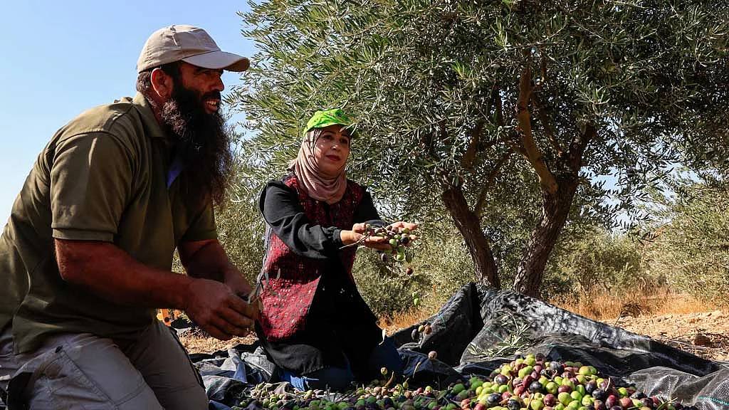 Palestinian farmers harvesting olives in the occupied West Bank (file photo)