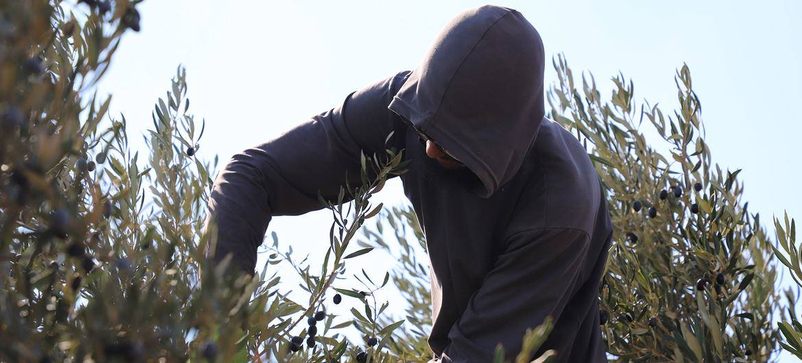 A Palestinian farmer harvesting olives in the West Bank (file photo, October 2025)