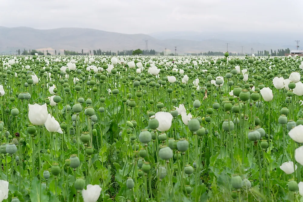 An opium poppy field in Afghanistan