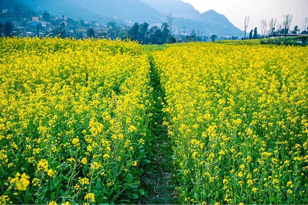 Mustard fields in rural Punjab