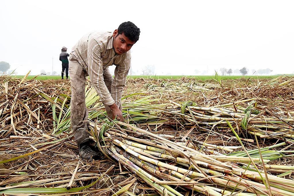 A farmer bundling harvested sugarcane in a field (file photo)