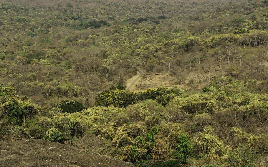 File photo of the forest at Sanjay Gandhi National Park, Mumbai