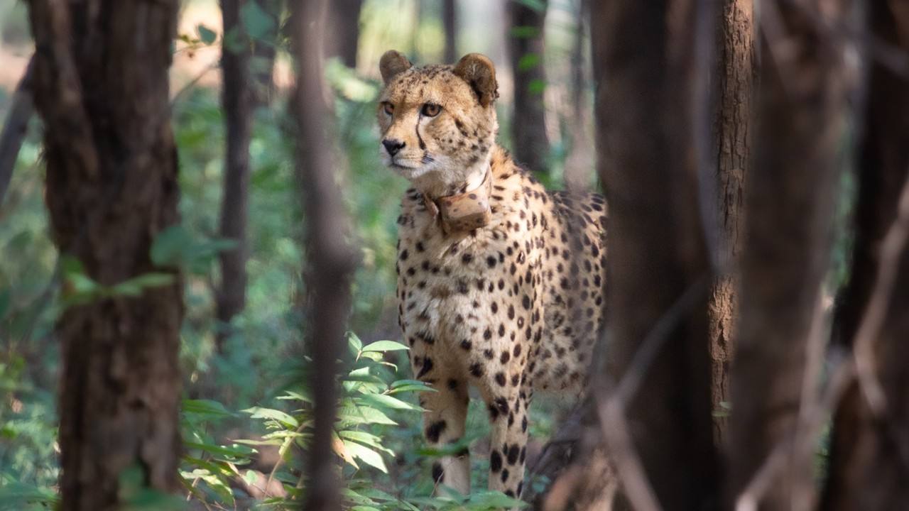 A cheetah at Kuno National Park in Madhya Pradesh (file photo)