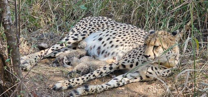 File photo of a cheetah resting in grassland at Kuno National Park with newborn cubs