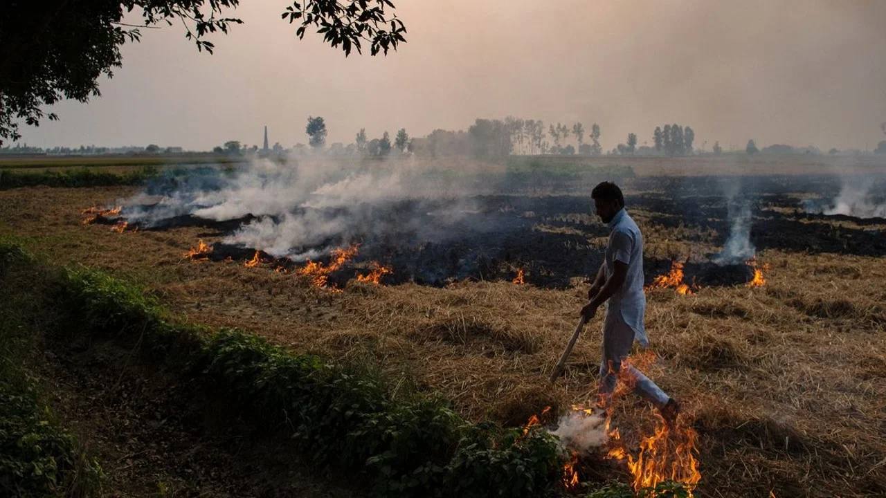 Smoke rising from paddy stubble burning in a Punjab field