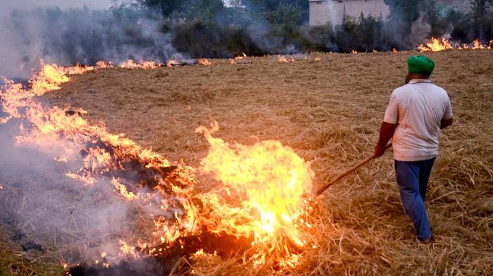 Farm fire in a Punjab paddy field (file photo)