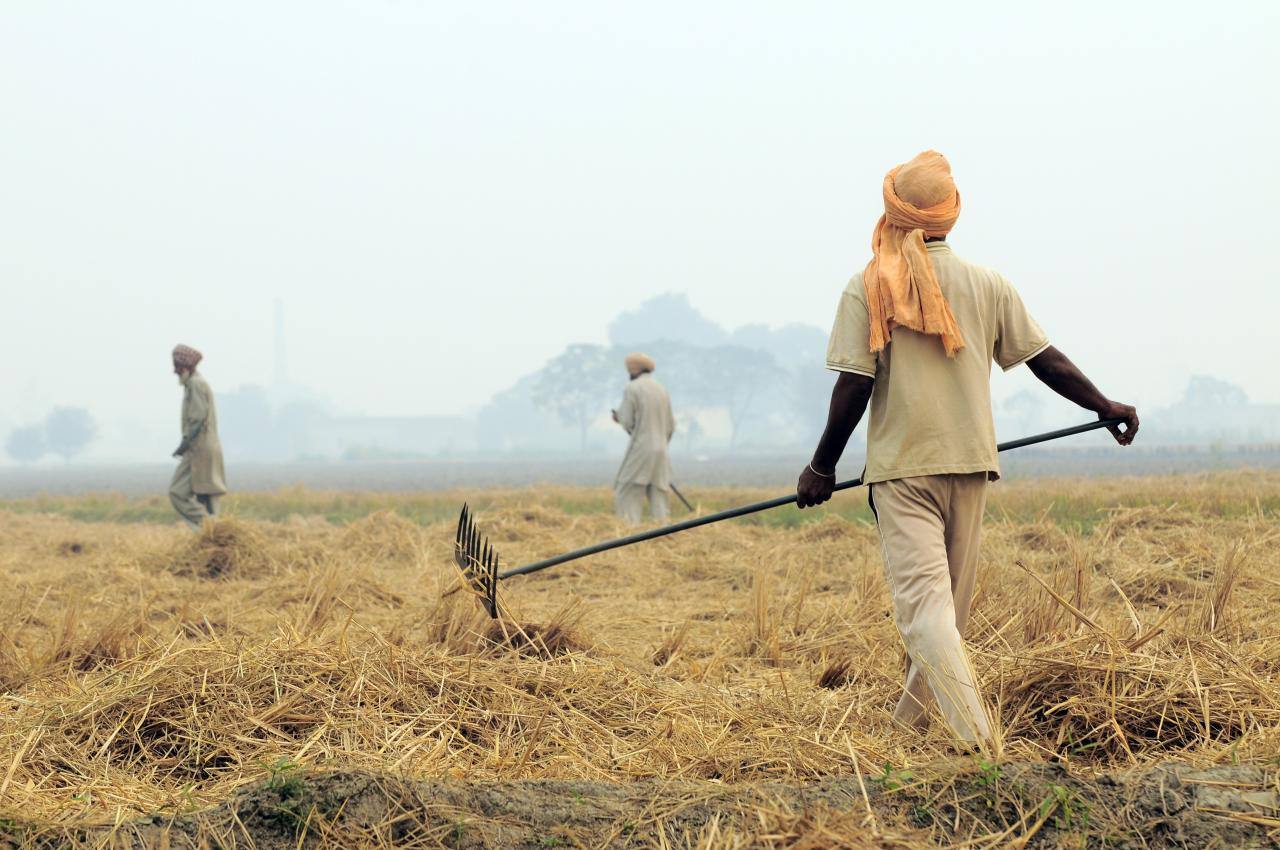 Paddy stubble burning in a Punjab field
