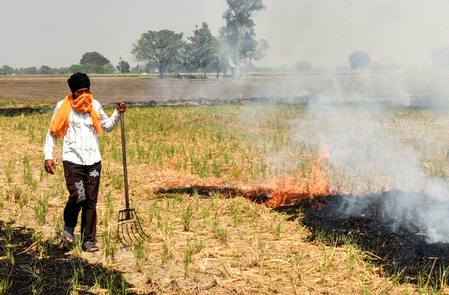 A farmer stands beside burning paddy stubble in a Punjab field (file photo)