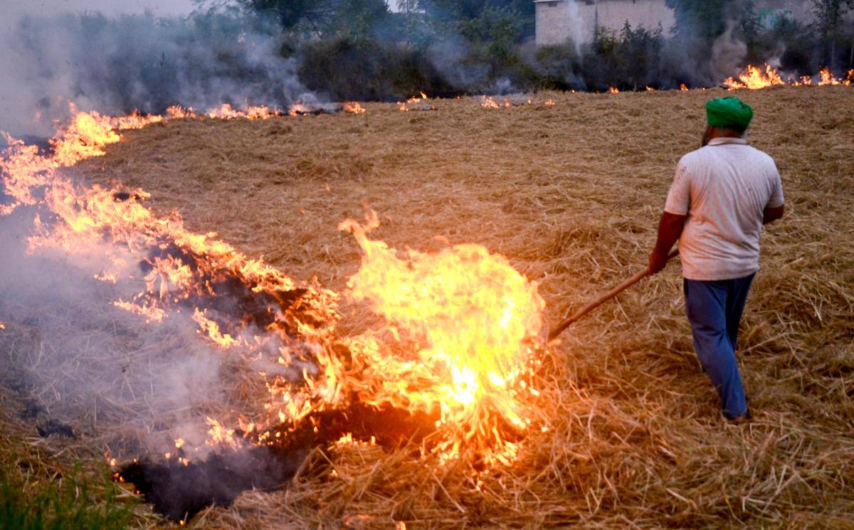 A farmer burning paddy stubble in a field in Punjab
