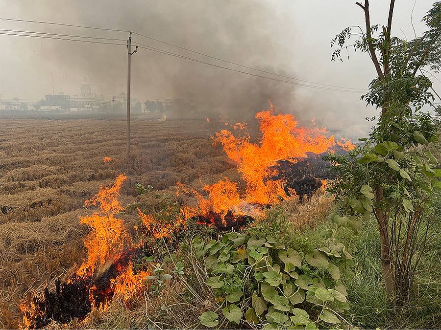 A paddy field on fire during stubble burning in Punjab (file photo)