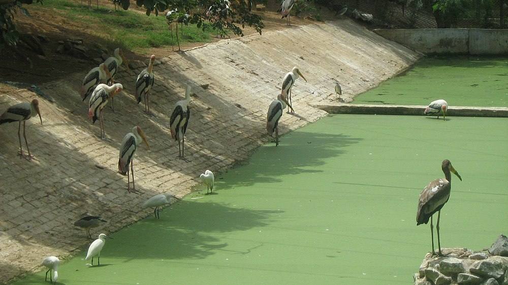 File photo of water birds at the Arignar Anna Zoological Park, Vandalur, Chennai