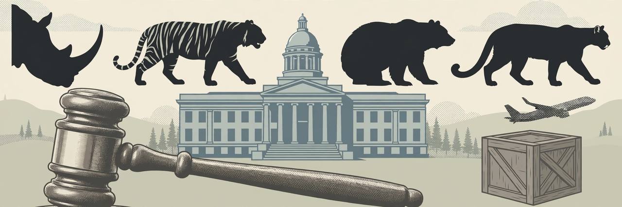 Editorial illustration of a courthouse, a gavel and stylised protected wildlife including a rhinoceros, a tiger, a bear and a cougar, flat style, no real person depicted