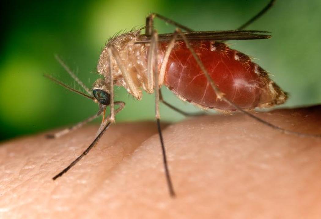 Close-up of a Culex mosquito, a vector of West Nile virus, on human skin