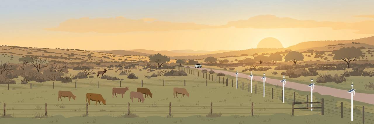 Editorial illustration of cattle grazing in a fenced Texas ranch pasture with an elk in the distance at sunset, flat style, no people depicted