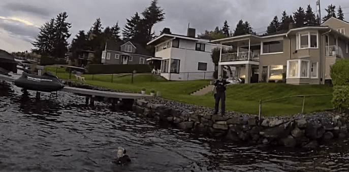 Seattle police photo showing the arrested man in the water in Lake Washington after allegedly fleeing officers in a stolen SUV in the Matthews Beach neighbourhood